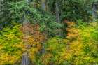 USA-Washington State-Olympic National Park Vine maple trees in old growth forest in autumn Art Print